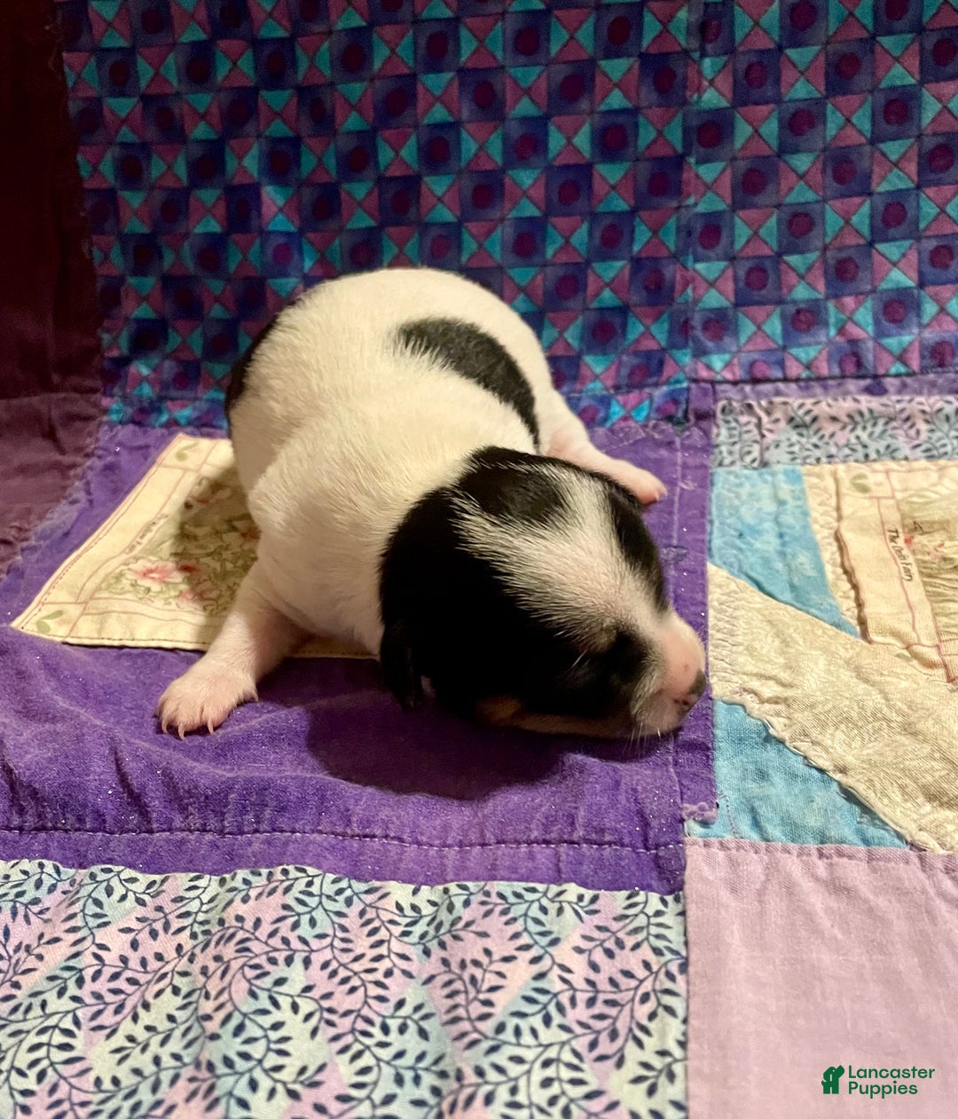 Chihuahua dogs for sale: Lucille - Ad 12