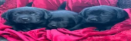Labrador Retriever dogs for sale: Yellow Boy - Ad 6