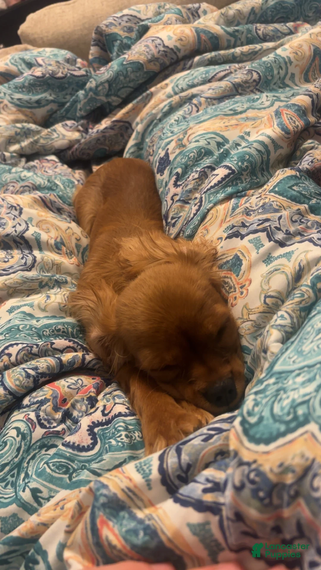 Cavalier King Charles Spaniel dogs for sale: Cavalier King Charles Spaniel Puppy 1 - Ad 2