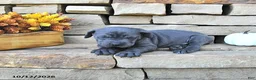 Cane Corso dogs for sale: Nova - Ad 5