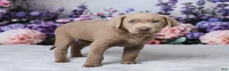 Labrador Retriever dogs for sale: Dolly - Ad 3