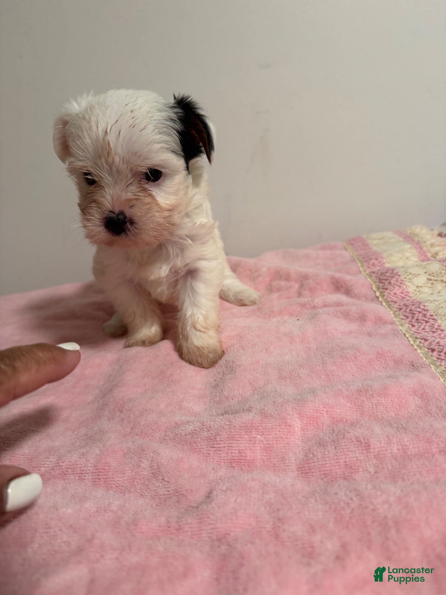 Yorkshire Terrier dogs Yorkshire Terrier 3 - Ad 21
