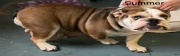 English Bulldog dogs for sale: Sawyer - Ad 9