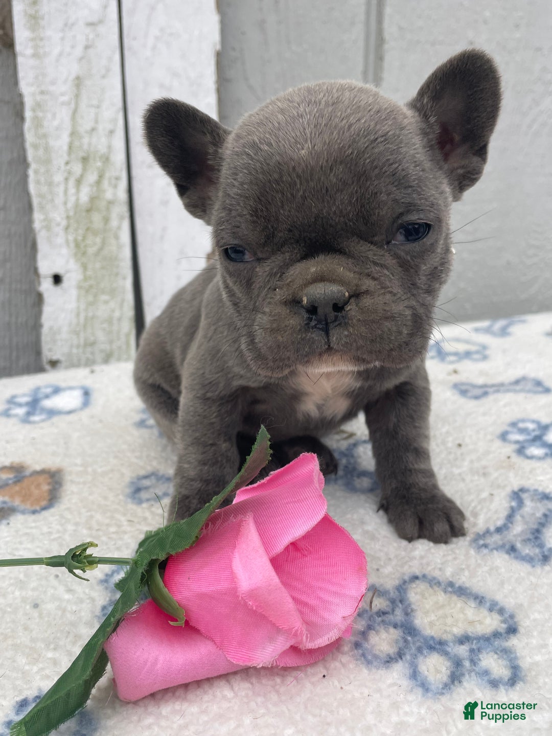 French Bulldog dogs for sale: Fiona - Ad 1