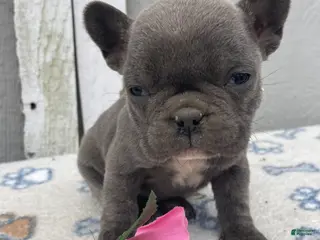 French Bulldog dogs Fiona - Ad 14