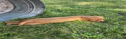 Golden Retriever dogs for sale: Pixie - Ad 5