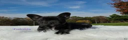 Mixed Breed dogs for sale: Twinkle - Ad 4