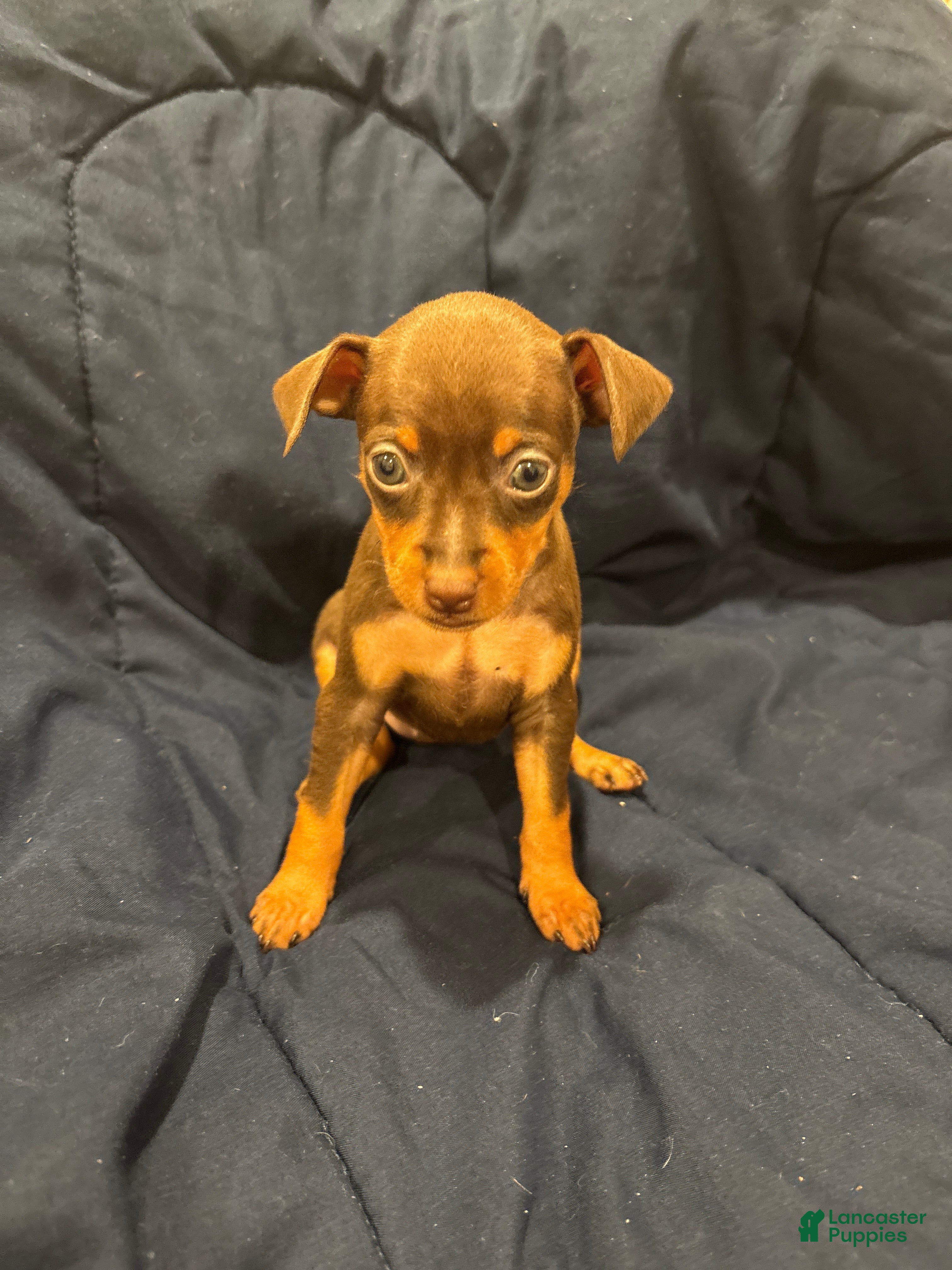 Miniature Pinscher dogs for sale: Sweets - Ad 9