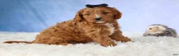 Cavapoo dogs for sale: Max 🐾🐶 - Ad 7