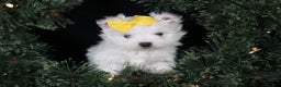 Maltese dogs for sale: ALEX - Ad 22