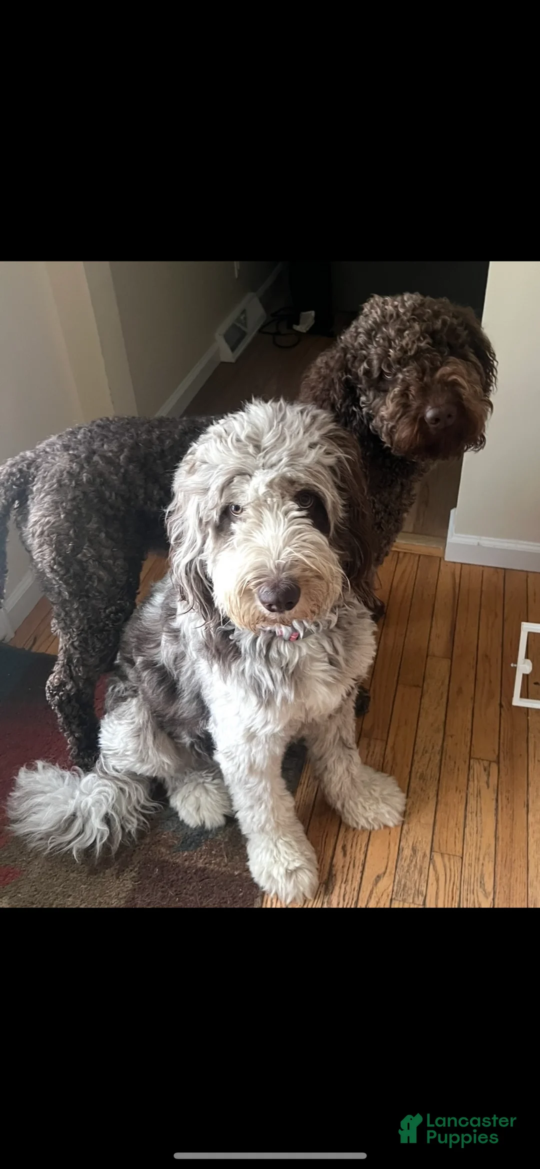 Double Doodle dogs for sale: Vixen - Ad 6