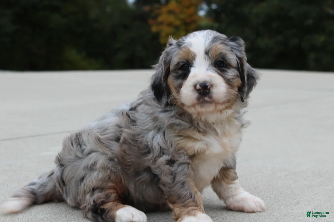 Mini Bernedoodle dogs for sale: Lillie  - Ad 2