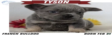 Tyson