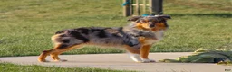 Miniature Australian Shepherd dogs for sale: Honda - Ad 8