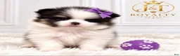 Pomeranian dogs for sale: Trixie - Ad 6