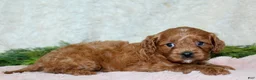 Cavapoo dogs for sale: Cavapoo 1 - Ad 2