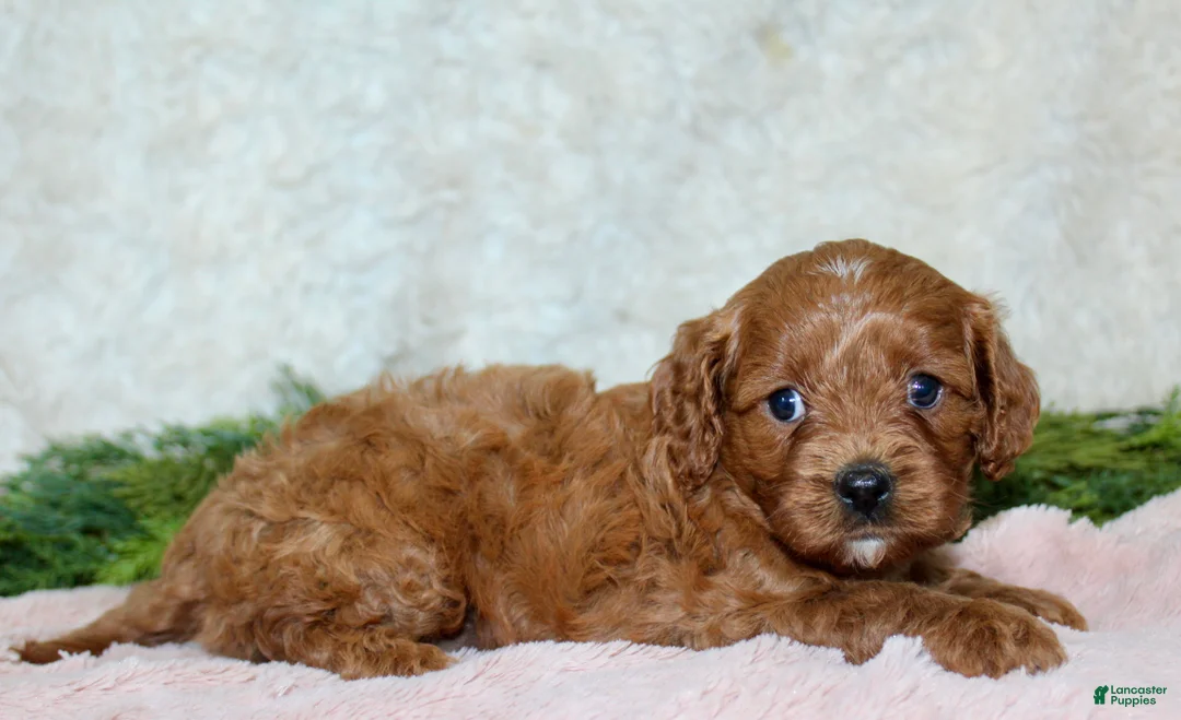 Cavapoo dogs for sale: Cavapoo 1 - Ad 2