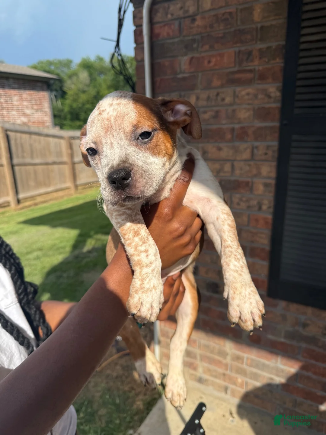 American Staffordshire Terrier dogs for sale: American Staffordshire Terrier 2 - Ad 2