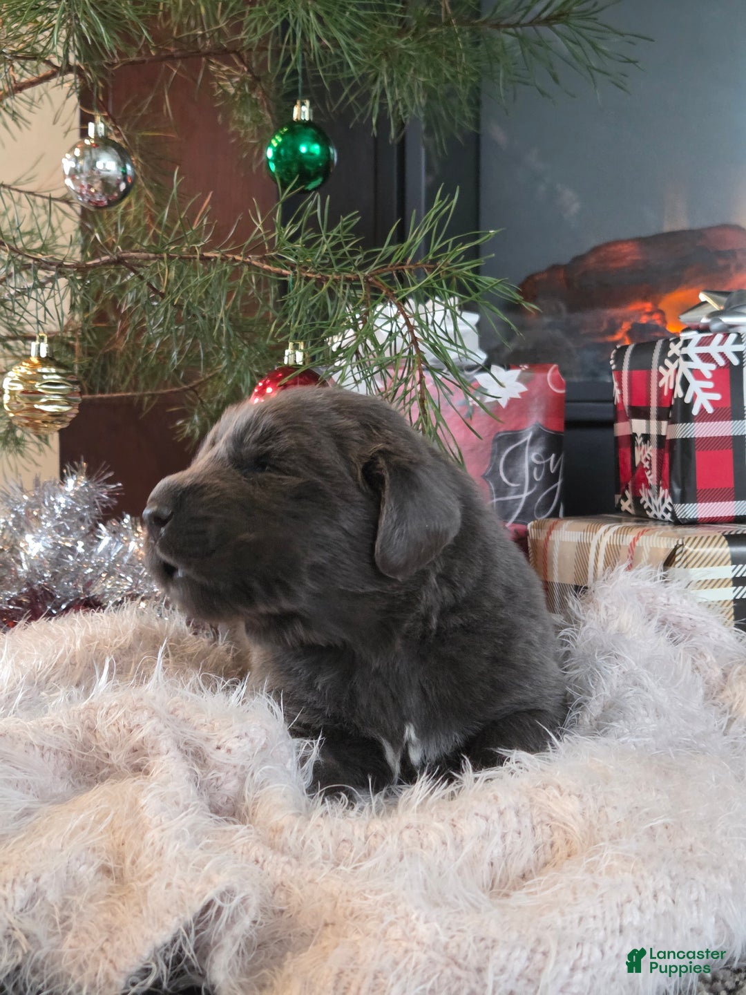 Newfoundland dogs for sale: Spruce  - Ad 4