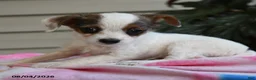 Mixed Breed dogs for sale: Julius - Ad 3
