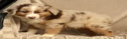 Miniature Australian Shepherd dogs for sale: Riley - Ad 5