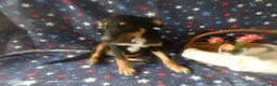 Sheprador dogs for sale: Golden Shepherd 4 Sweetie - Ad 3