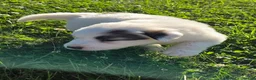 Great Pyrenees dogs for sale: John - Ad 6