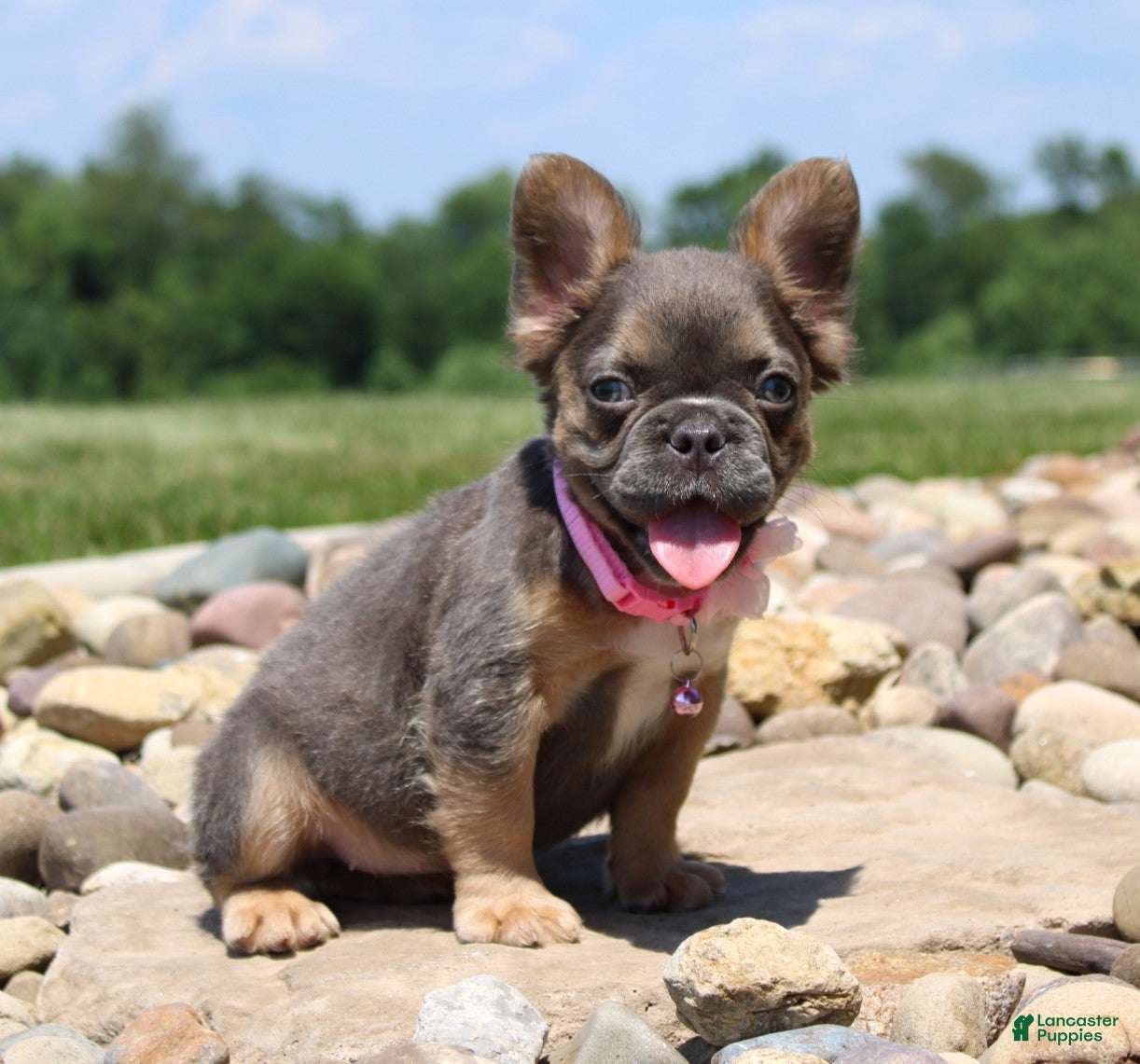 French Bulldog dogs Jana - Ad 2