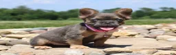 French Bulldog dogs for sale: Jana - Ad 2