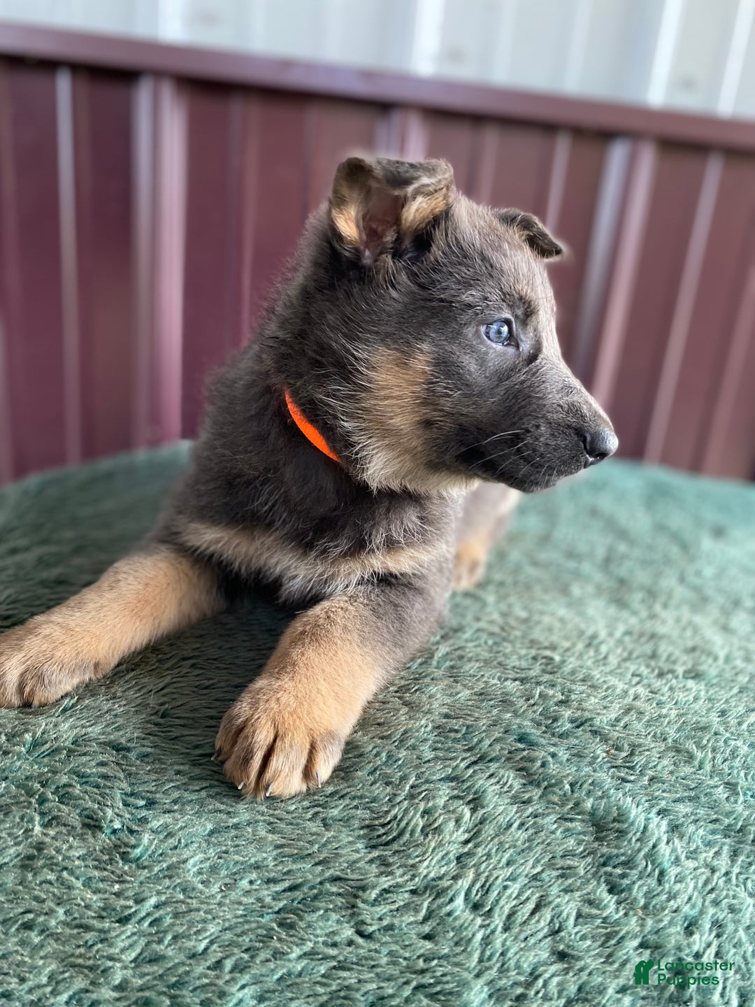 German Shepherd dogs for sale: German Shepherd Puppy 7 Jody - Ad 4