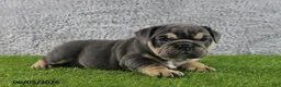 English Bulldog dogs for sale: Majesty - Ad 4