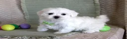 Maltese dogs for sale: Tuffy - Ad 3