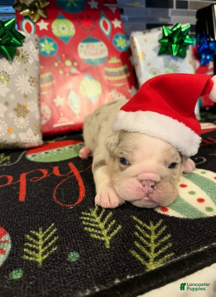 English Bulldog dogs Lilac Merle Male  - Ad 9