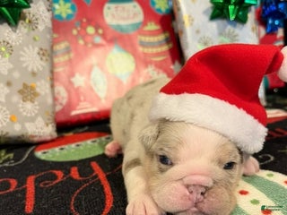 English Bulldog dogs Lilac Merle Male - Ad 13