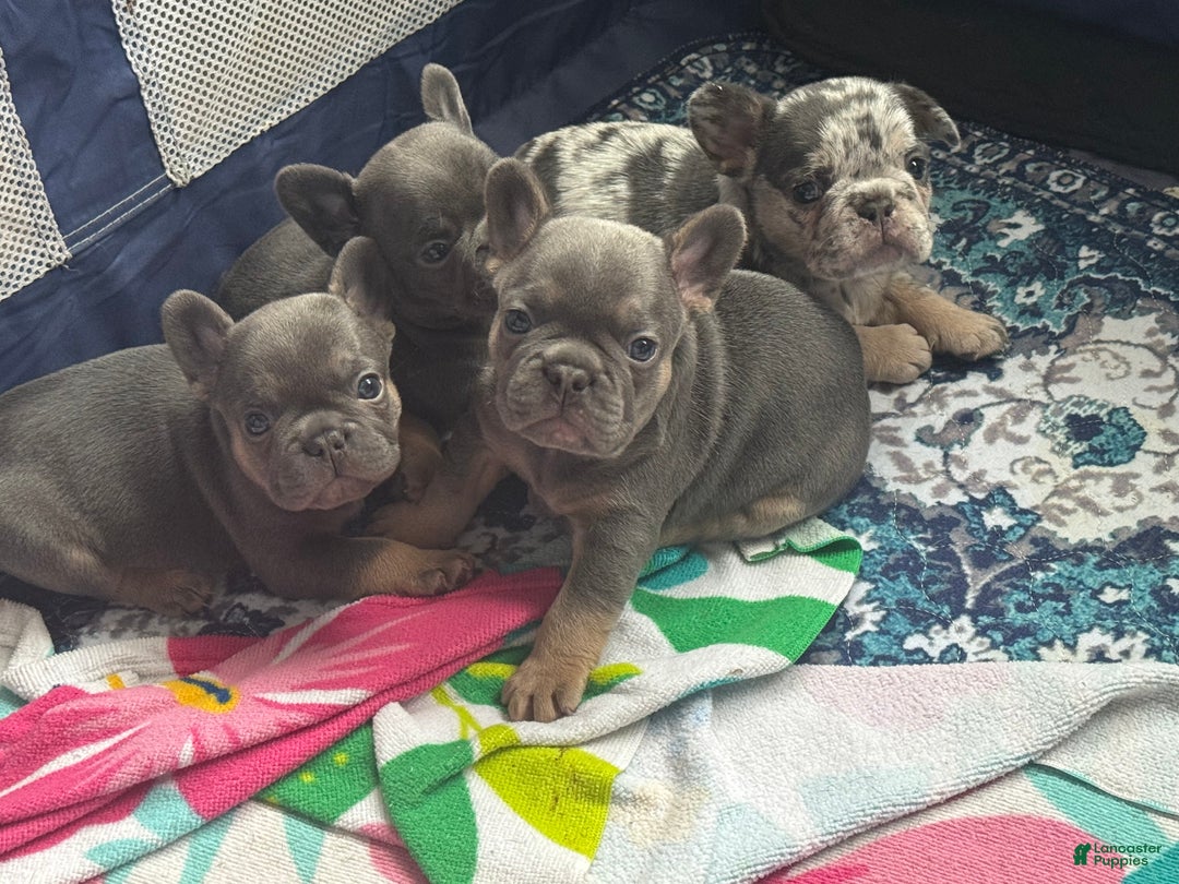 French Bulldog dogs for sale: French Bulldog Puppy 2 - Ad 3