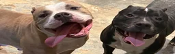 American Bully dogs for sale: American Bully 4.   (Nebula) - Ad 14