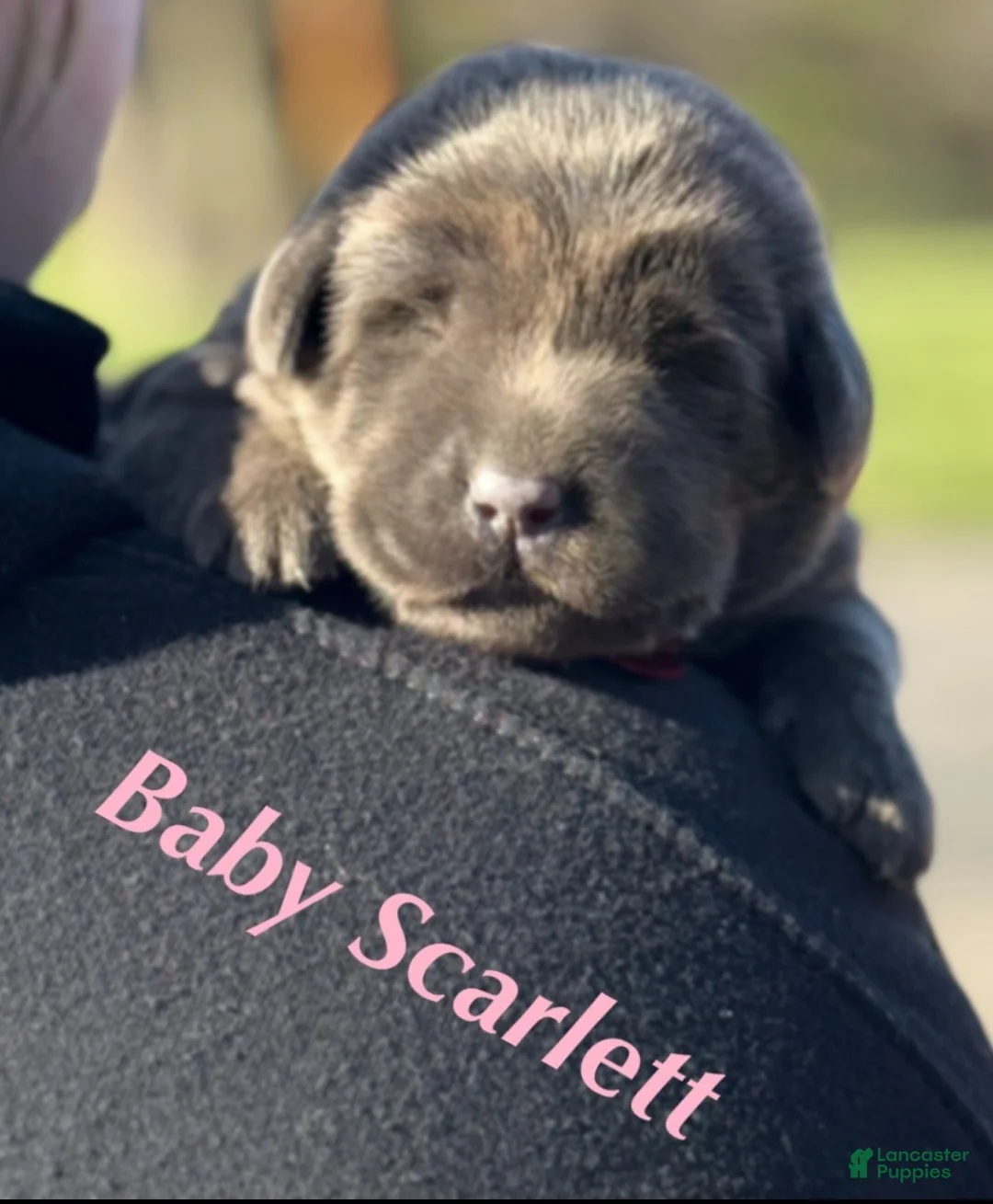 Labrador Retriever dogs for sale: Labrador Retriever Puppy 1 - Ad 1
