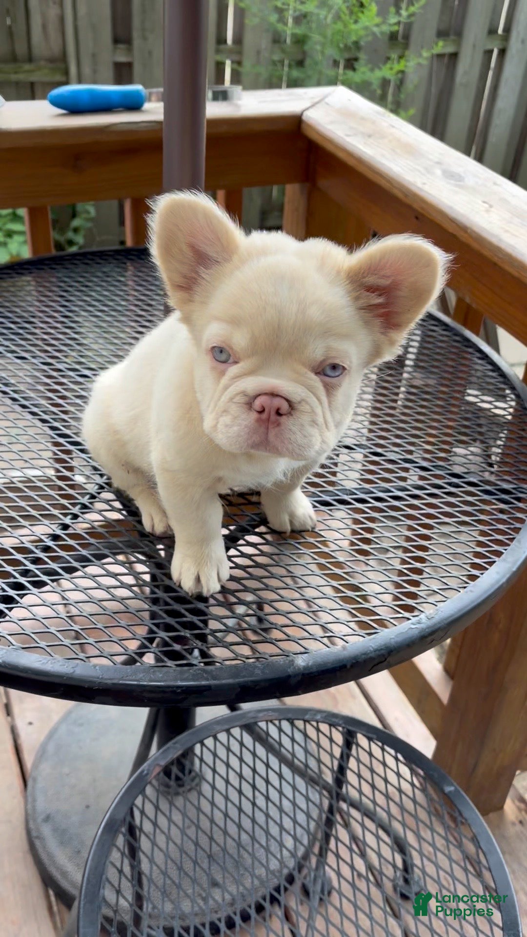French Bulldog dogs French Bulldog 6 - Ad 2