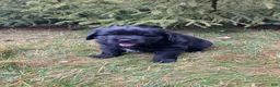 Newfoundland dogs for sale: Asher - Ad 5