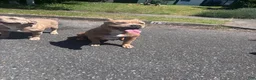 American Bully dogs for sale: American Bully Puppy 1 - Ad 4