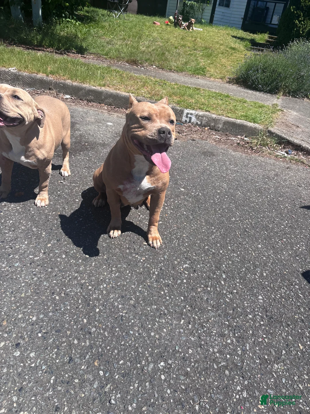 American Bully dogs for sale: American Bully Puppy 1 - Ad 4