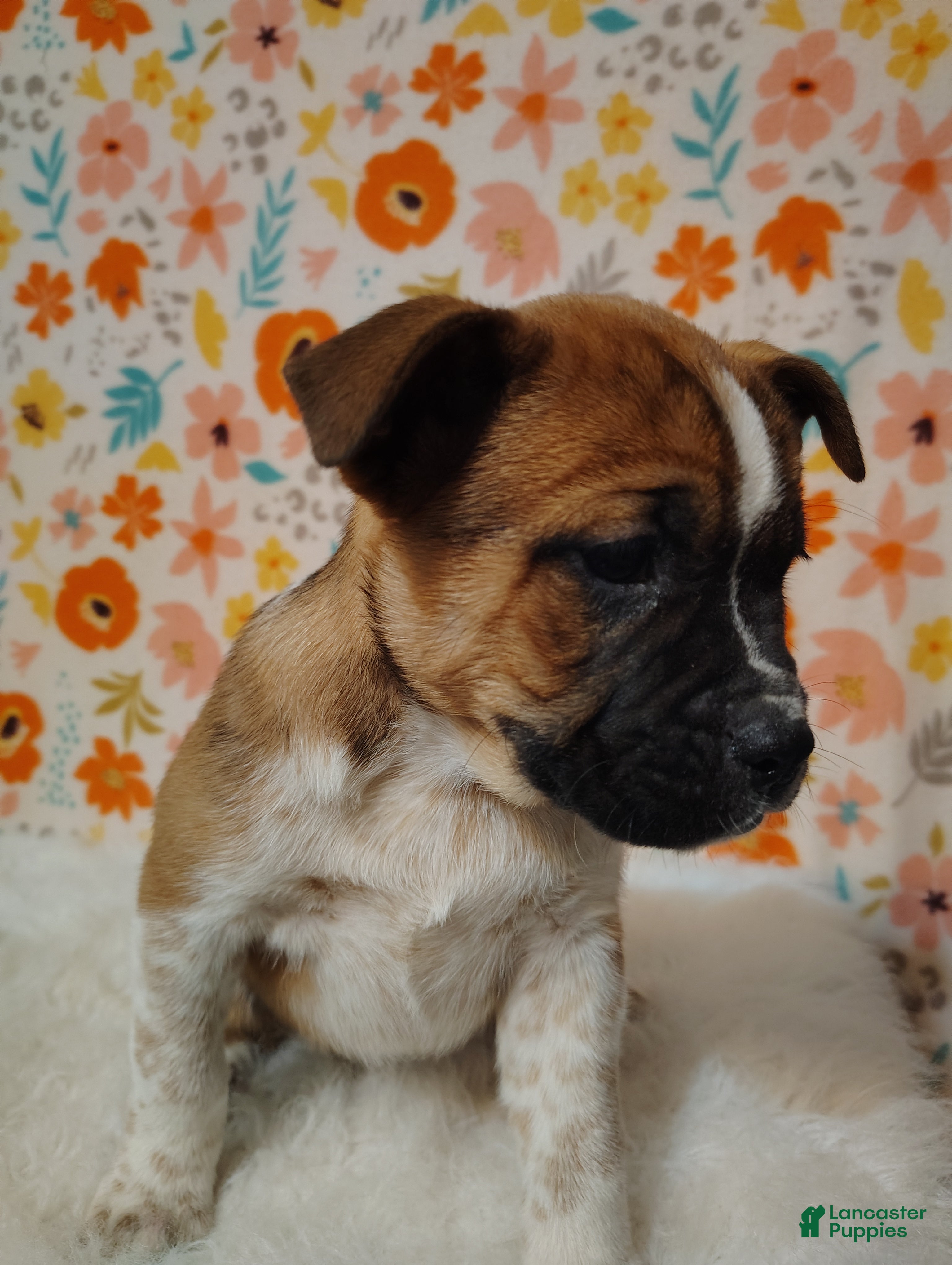 Mixed Breed dogs Demi - Ad 2