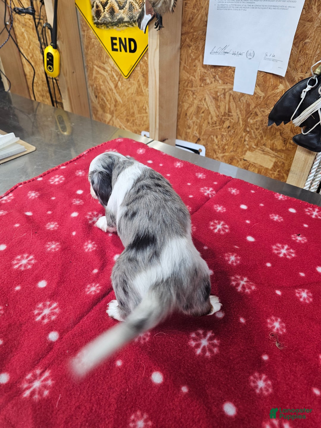 Miniature Dachshund dogs for sale: Miniature Dachshund Loki - Ad 3