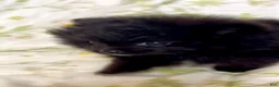Pomeranian dogs for sale: Trinity  - Ad 7