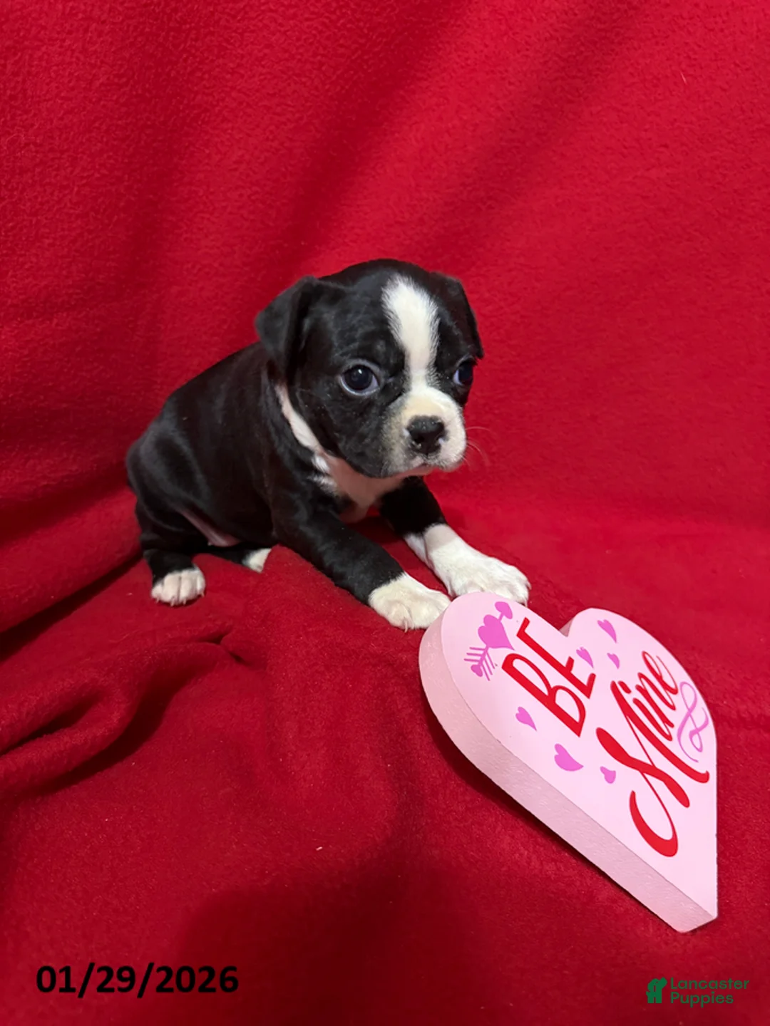 Boston Terrier dogs for sale: Honey - Ad 3