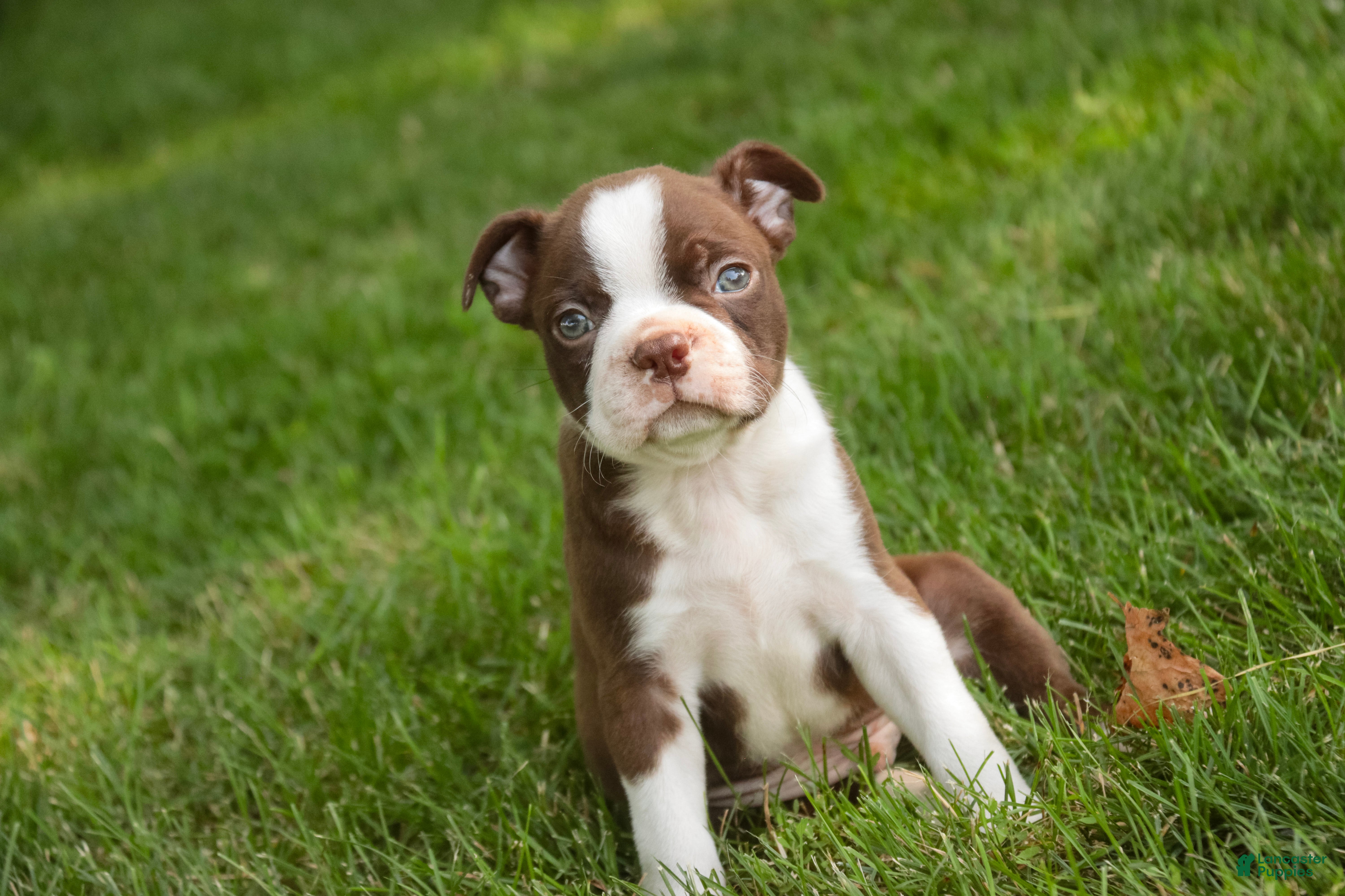 Boston Terrier dogs Brady Boston Terrier  - Ad 1