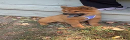 Chow Chow dogs for sale: Brownie - Ad 1
