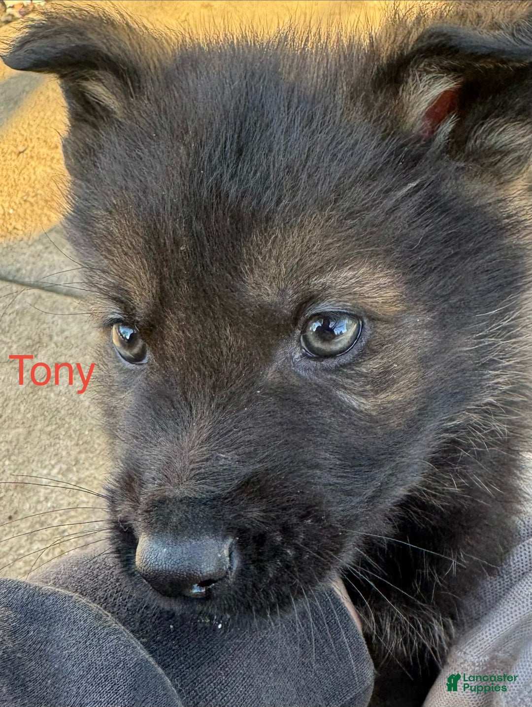 German Shepherd dogs for sale: Thor - Ad 7