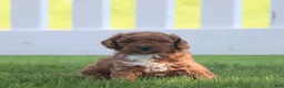 Miniature Labradoodle dogs for sale: Chipper - Ad 7