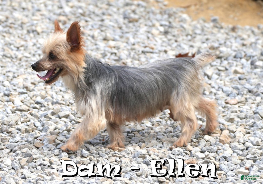 Yorkshire Terrier dogs for sale: Buddy - Ad 10